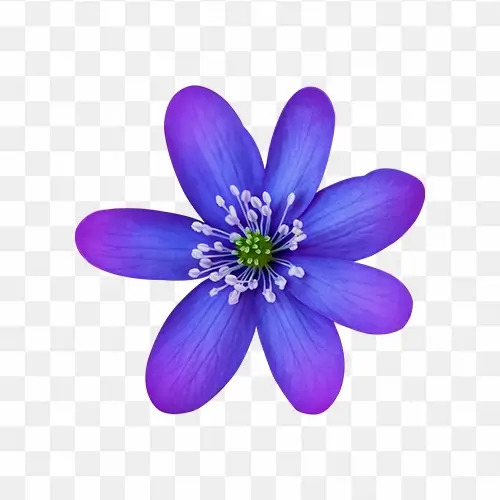 Pink and blue flower png